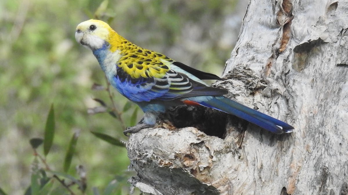 Pale-headed Rosella