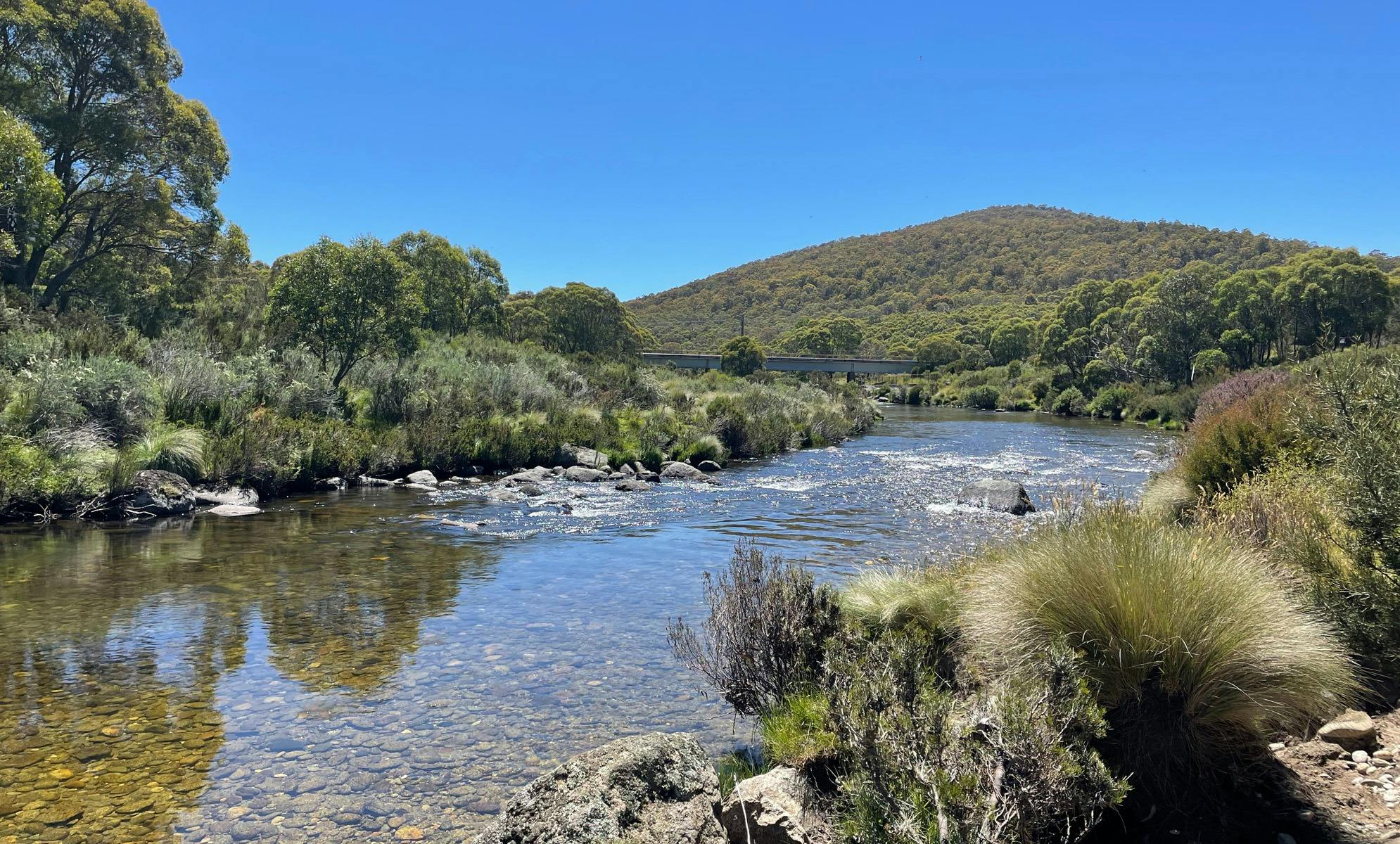 A running river, lined by gum trees and the river bed visible through the clear water