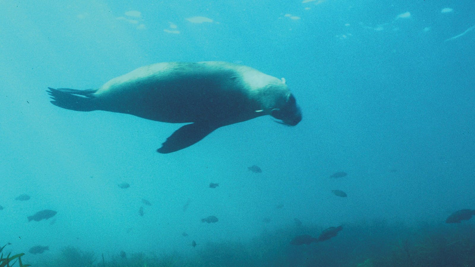 Marengo Reefs Marine Sanctuary