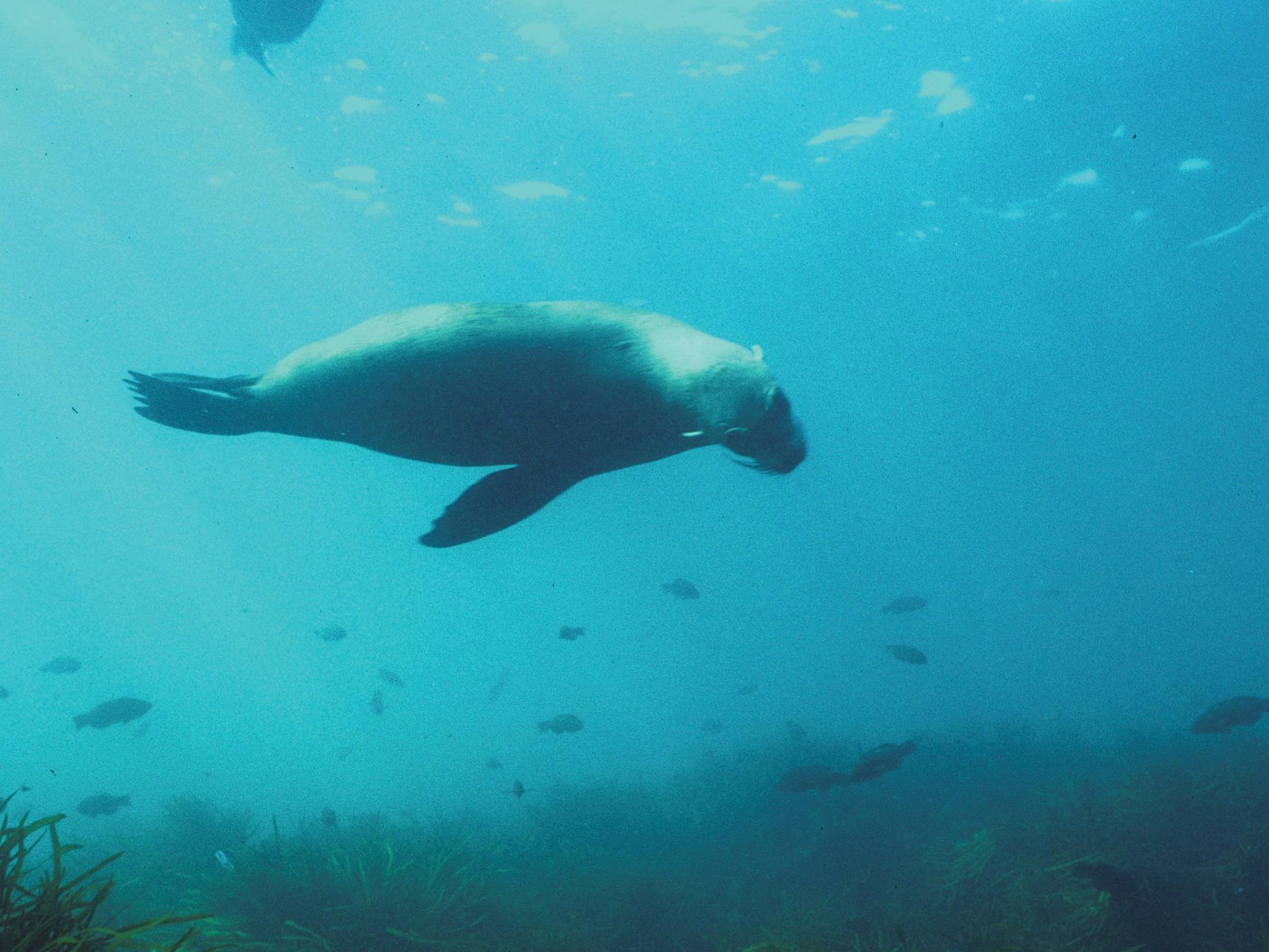 Marengo Reefs Marine Sanctuary