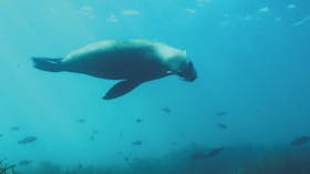 Marengo Reefs Marine Sanctuary