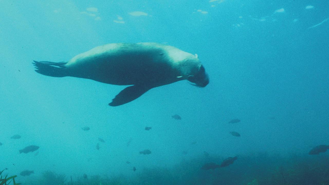 Marengo Reefs Marine Sanctuary