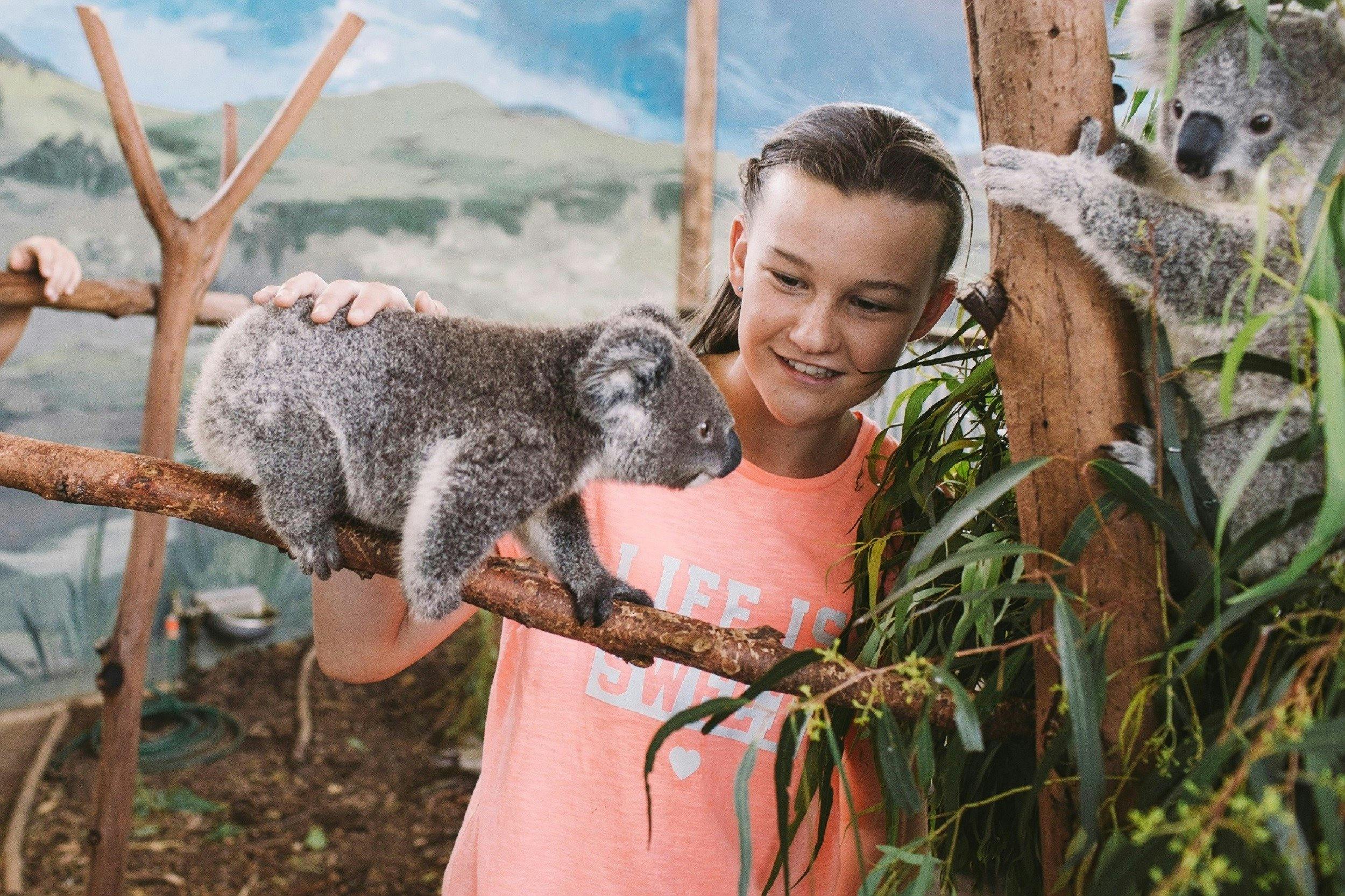 Young girl interacting with a soft cute koala during a koala encounter
