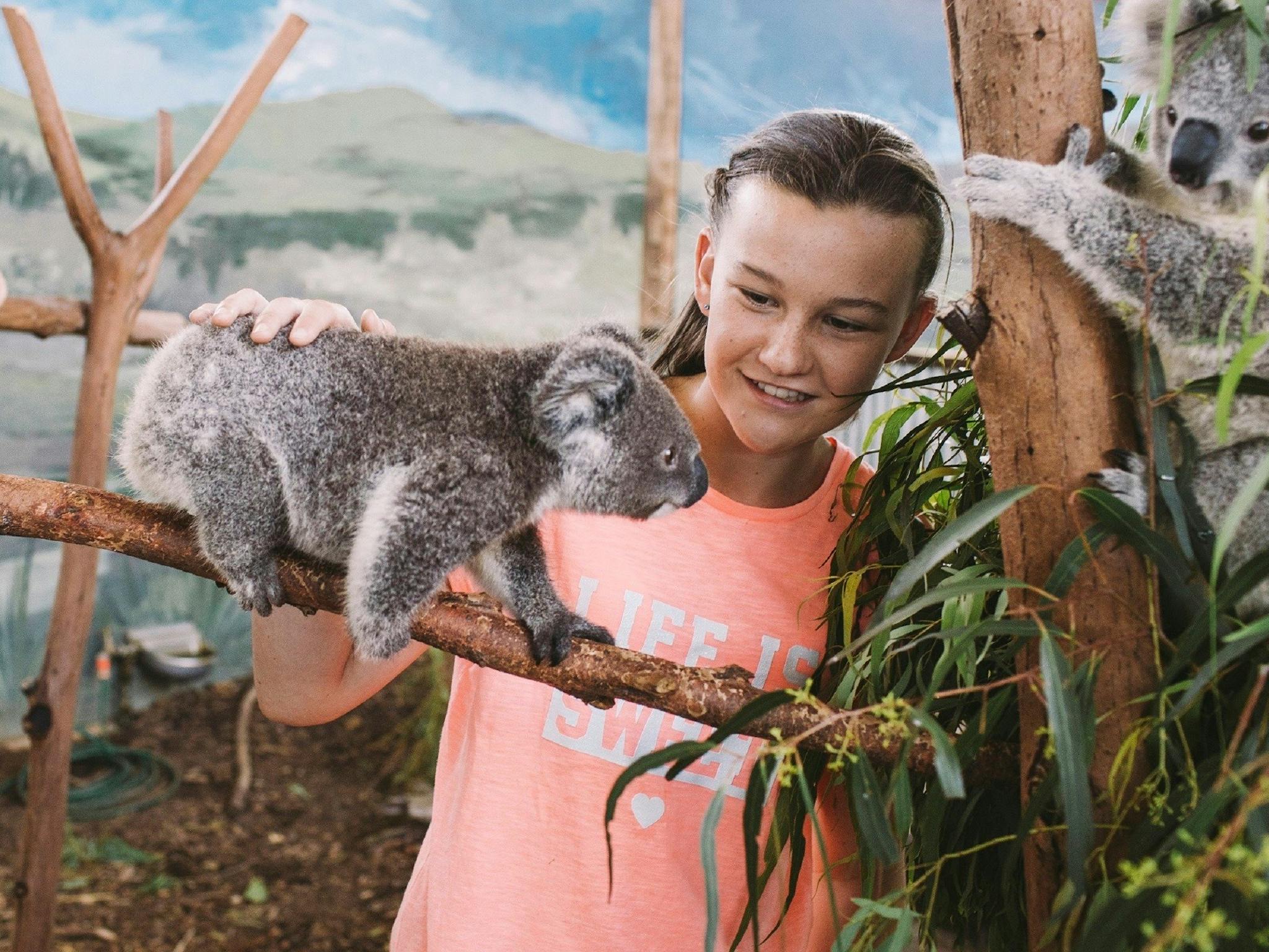 Young girl interacting with a soft cute koala during a koala encounter
