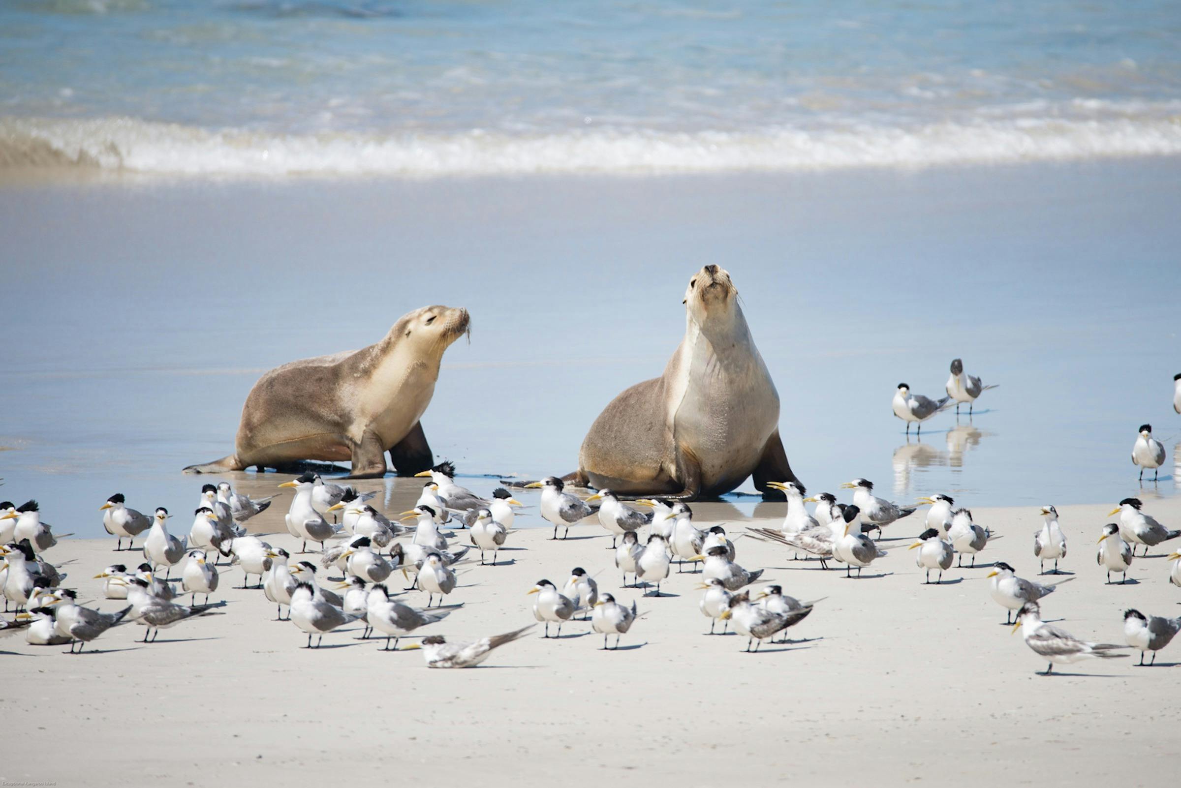 Island Life - Full Day Kangaroo Island Tour