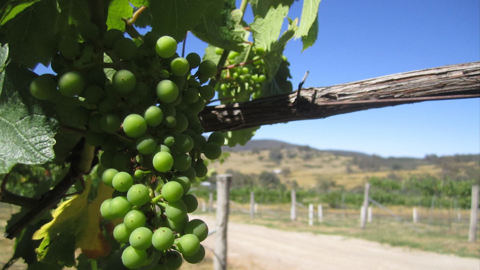 Flyfaire Wines