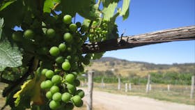 Flyfaire Wines