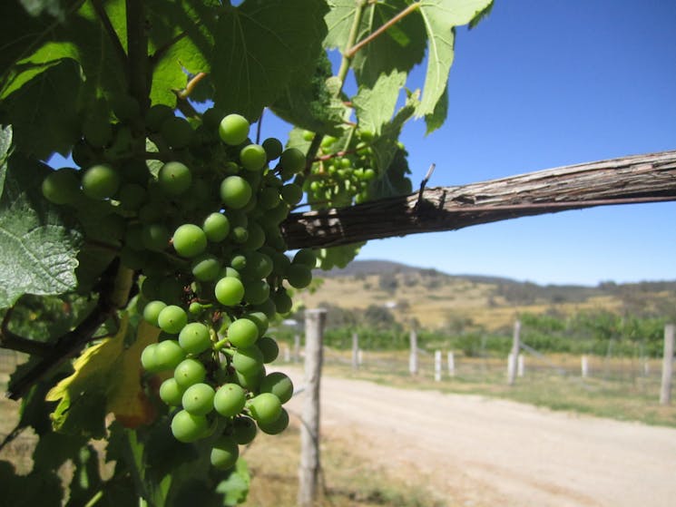 Grapes on the Vine