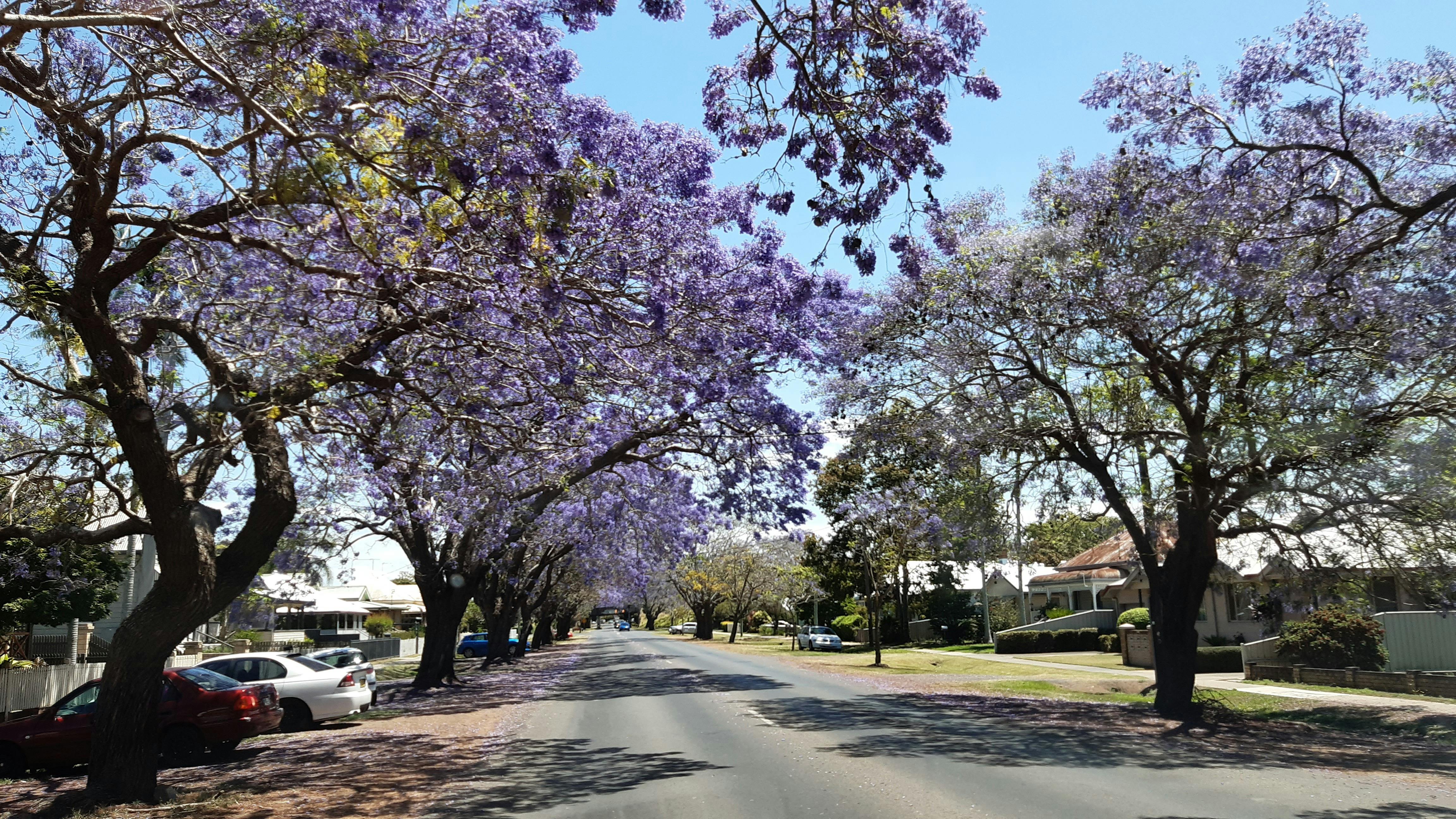 one of many Jacaranda Streets