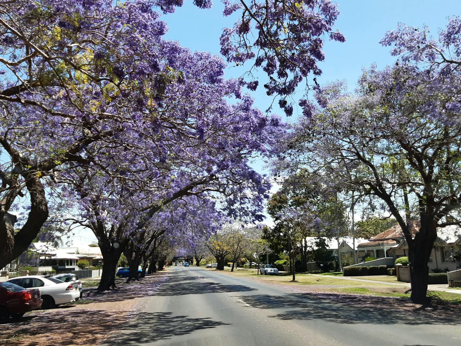 one of many Jacaranda Streets