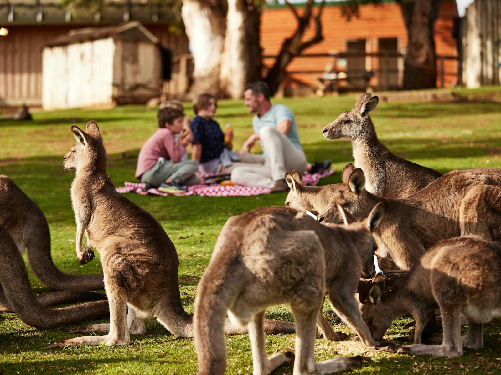 Bonorong Wildlife Sanctuary