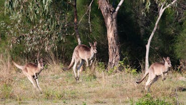 Kangaroo, Mangroves and Ocean Tour with private tour guide Anita from Brisbane Nature Tours Kangaroo, Mangroves and Ocean Tour with private tour guide Anita from Brisbane Nature Tours