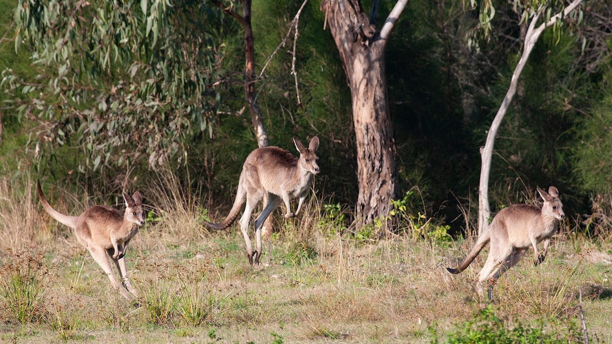 Kangaroo, Mangroves and Ocean Tour with private tour guide Anita from Brisbane Nature Tours