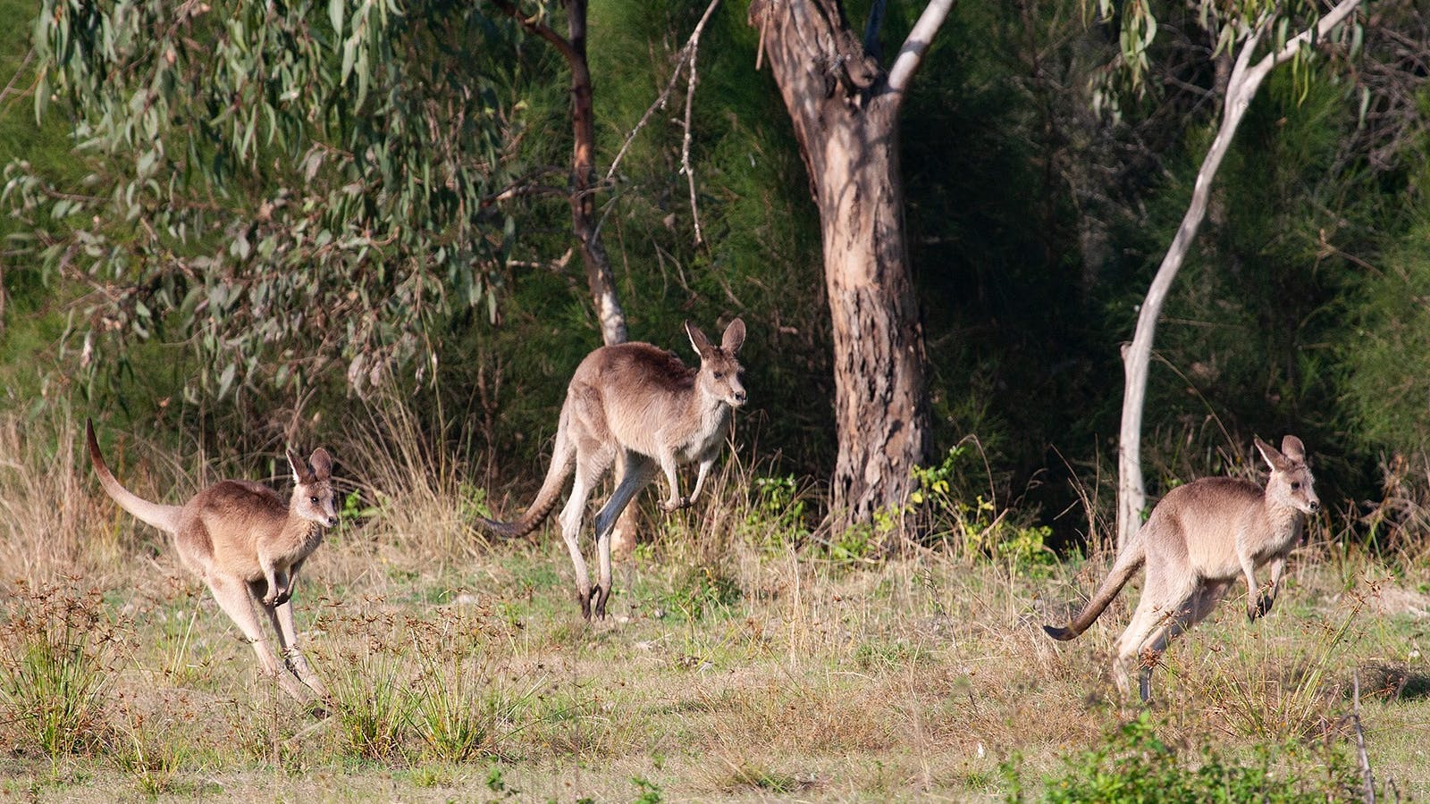 Kangaroo, Mangroves and Ocean Tour with private tour guide Anita from Brisbane Nature Tours Kangaroo, Mangroves and Ocean Tour with private tour guide Anita from Brisbane Nature Tours