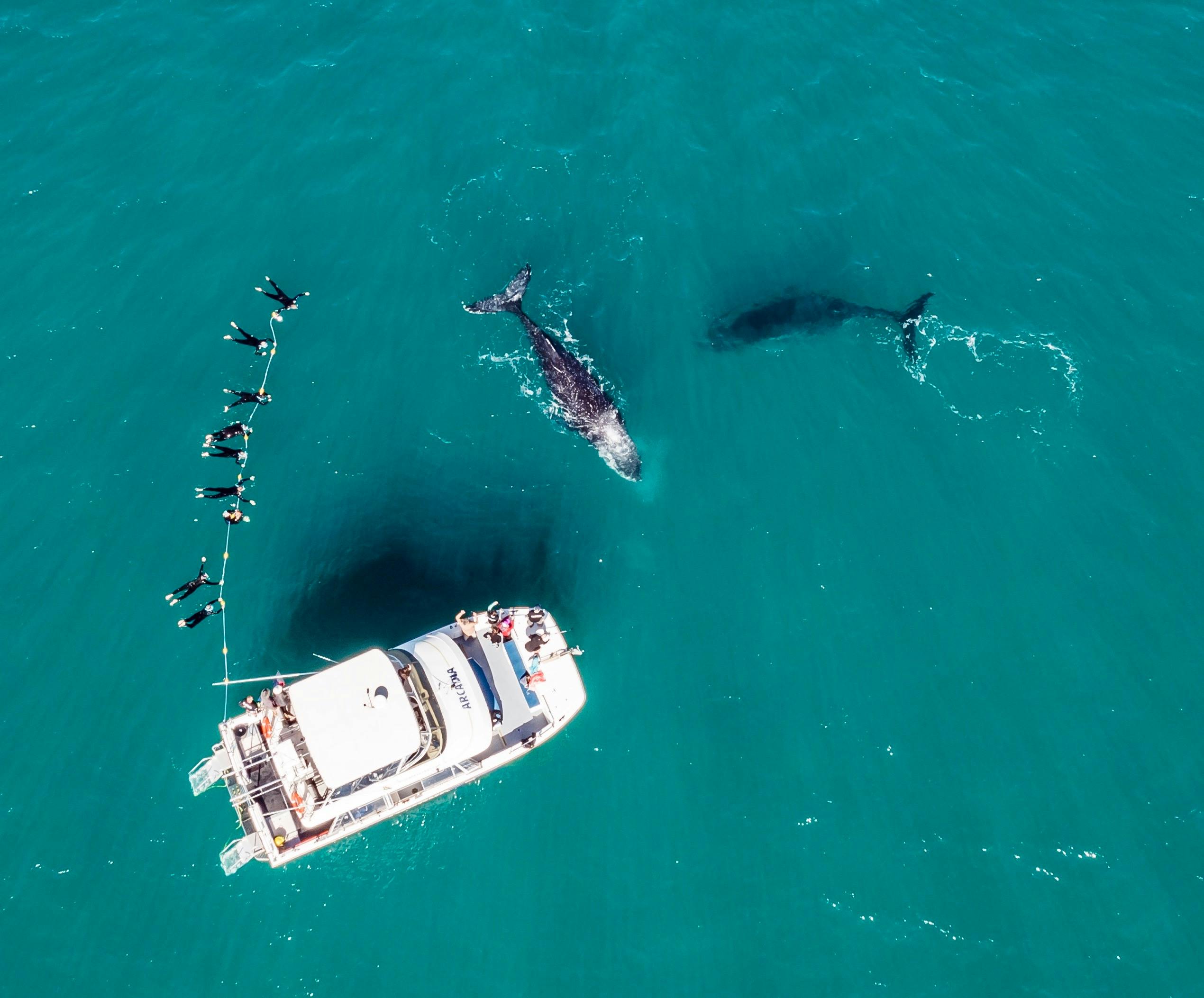 Whale Swim and Watch