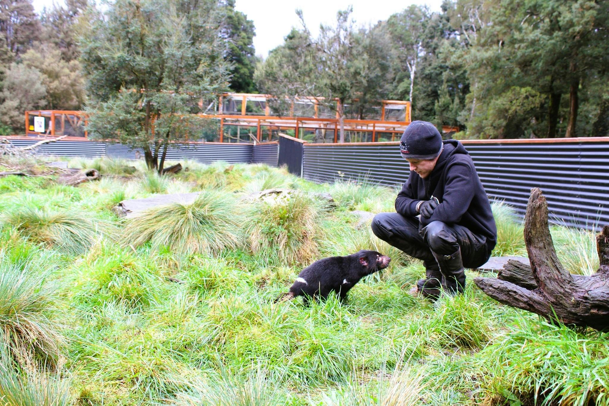 Animal keeper with Tasmanian Devil