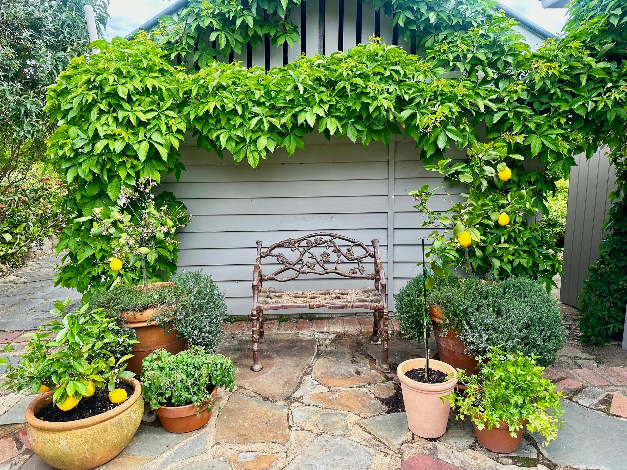 Open Gardens Victoria - La Colline, garden bench and lemons