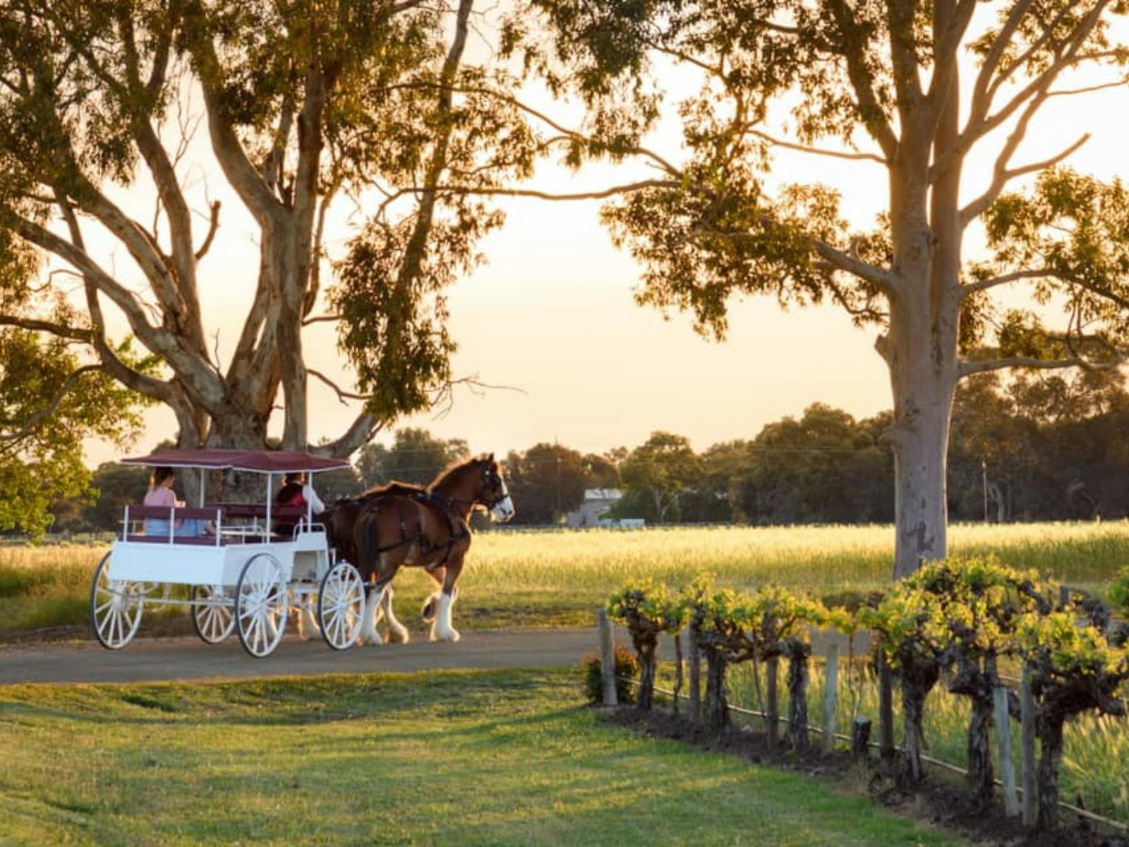 Heading into the sunset with  Clydesdales at Lake Breeze