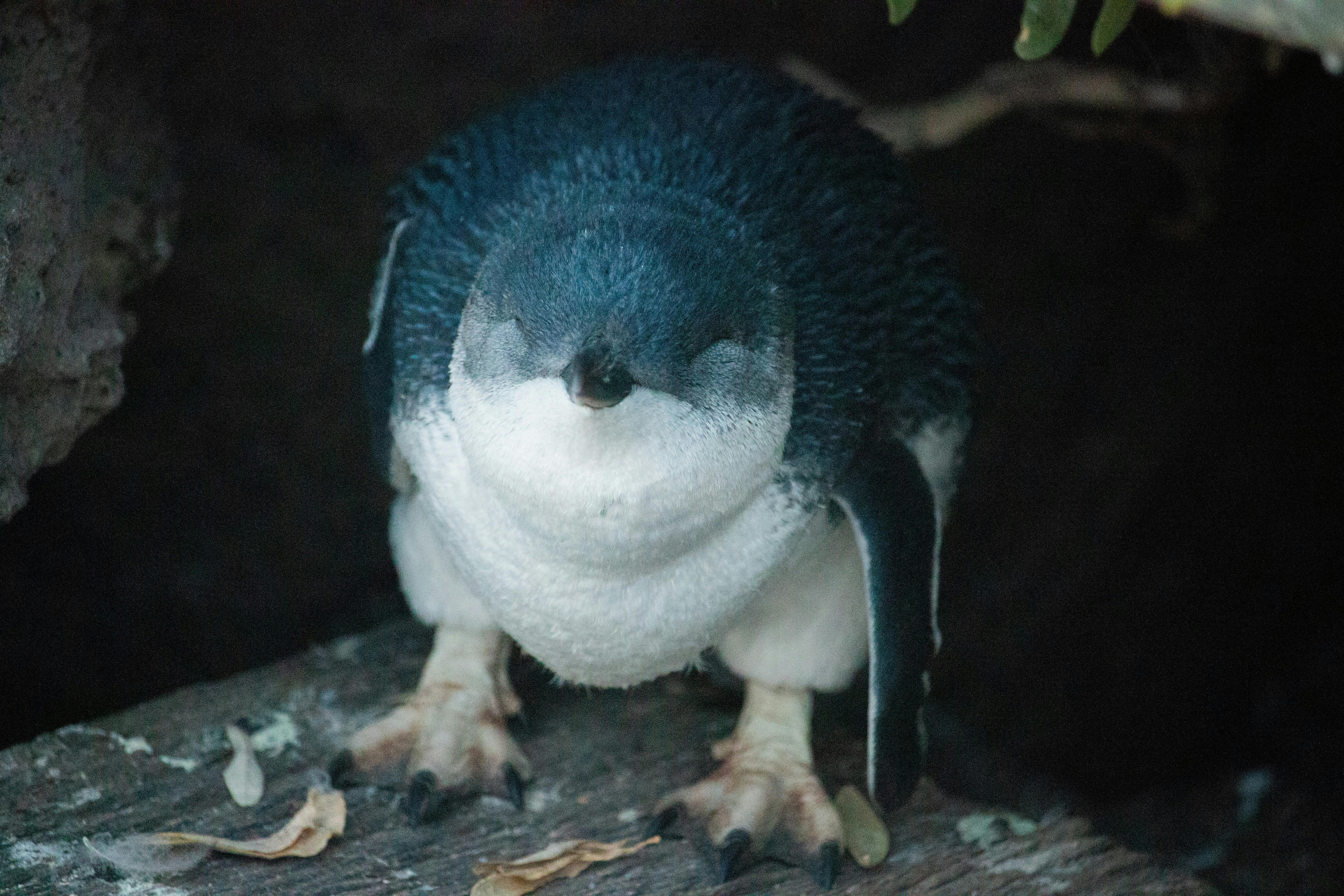 Penguin squinting on the rocks