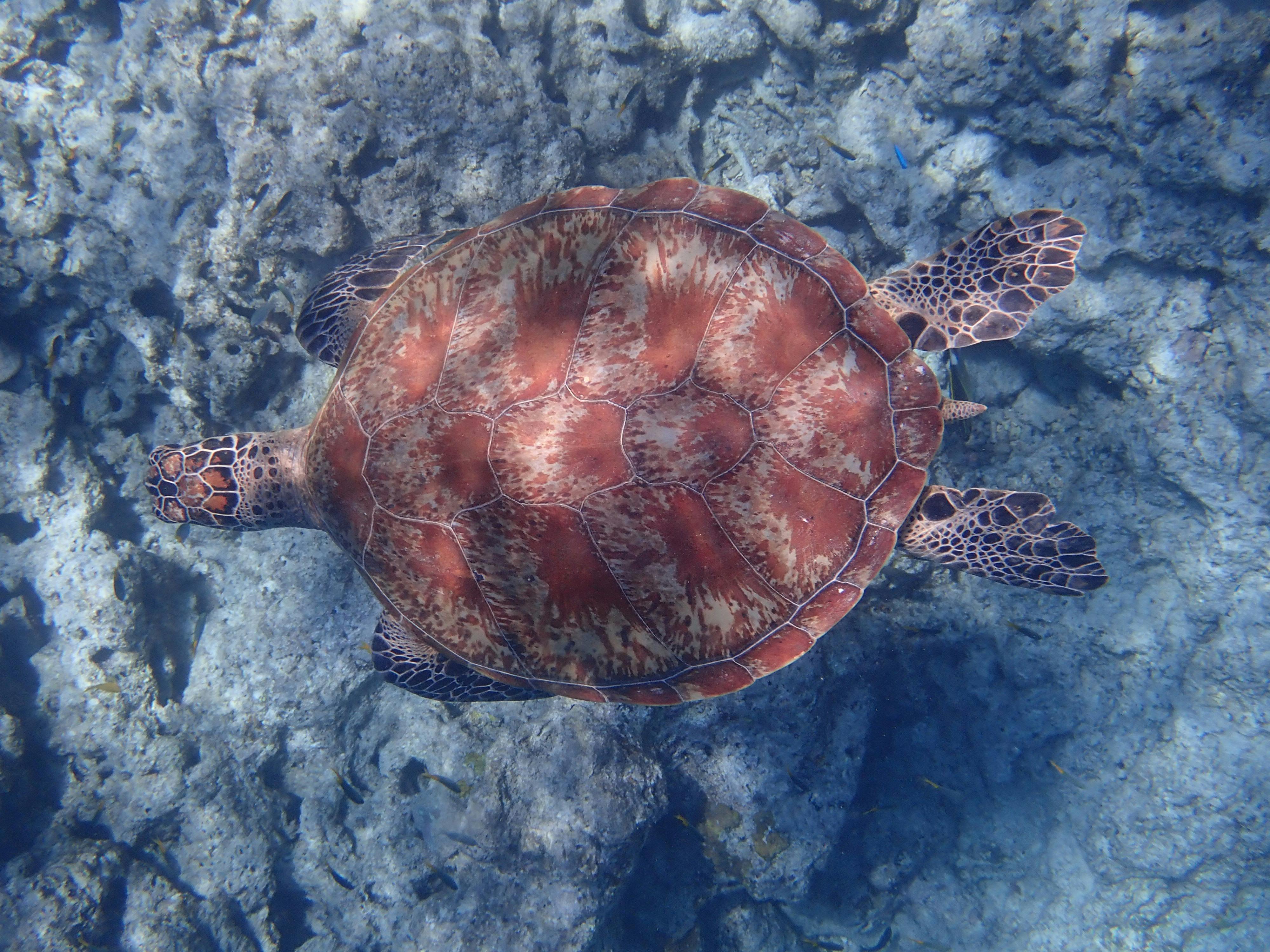 A young green turtle has magificent colouring