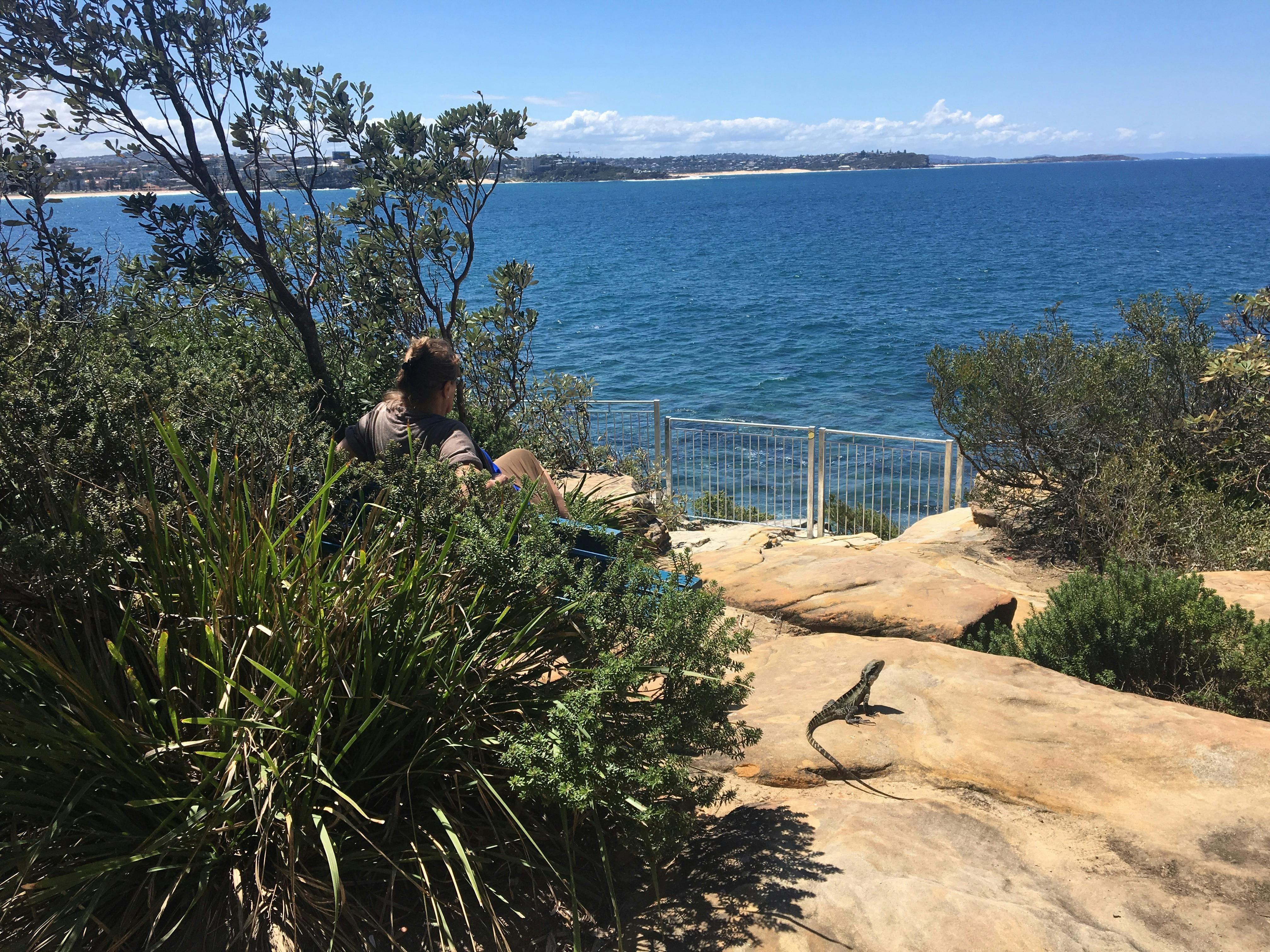 Water Dragon Shelly Beach headland walk