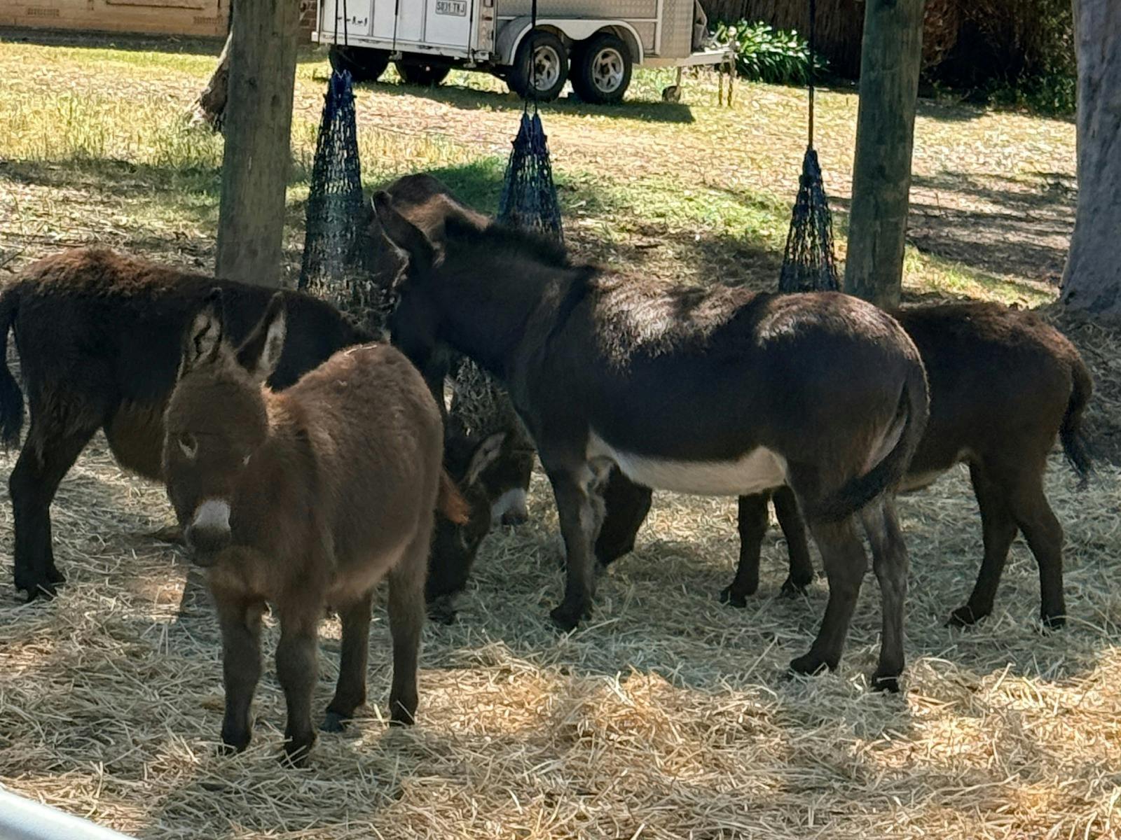 Mini donkeys feeding at the Three Donkeys Cellar Door & Teahouse, McLaren Vale