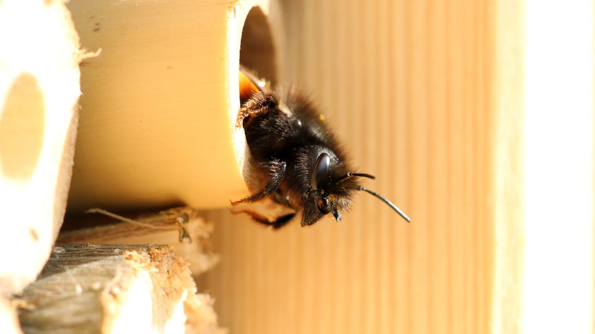 Close-up of bee leaving a beehive.