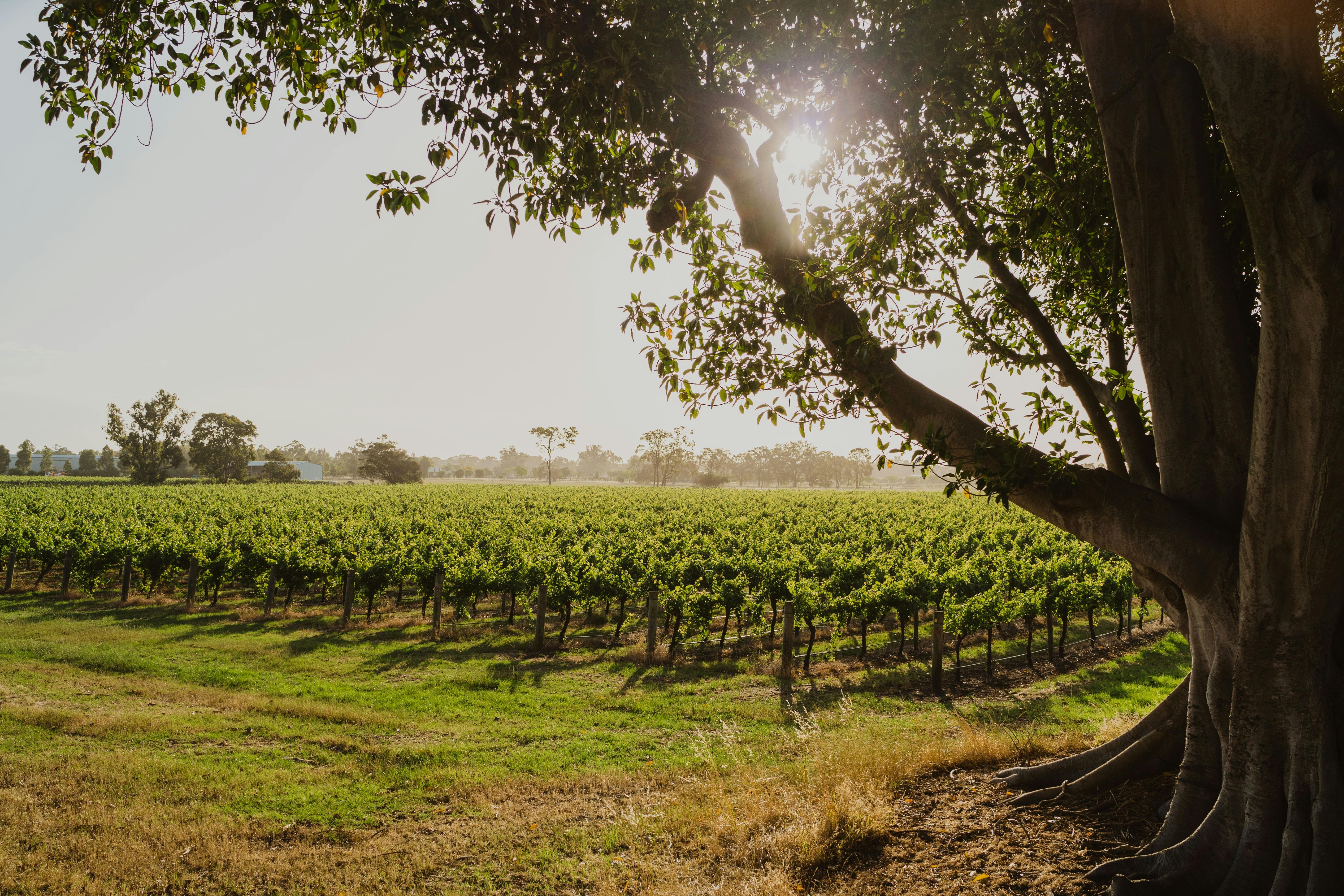 Vineyards