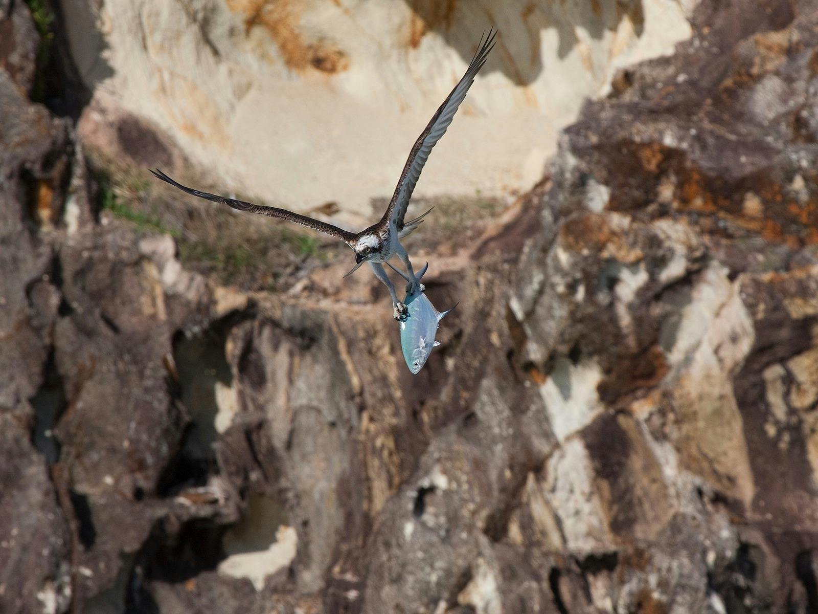Osprey ready for lunch