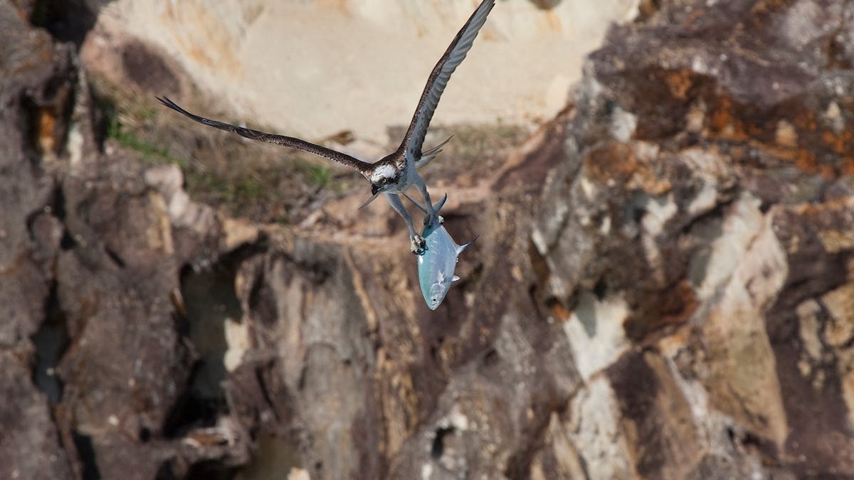 An Osprey with its catch on the Gorge Walk on North Stradbroke Island