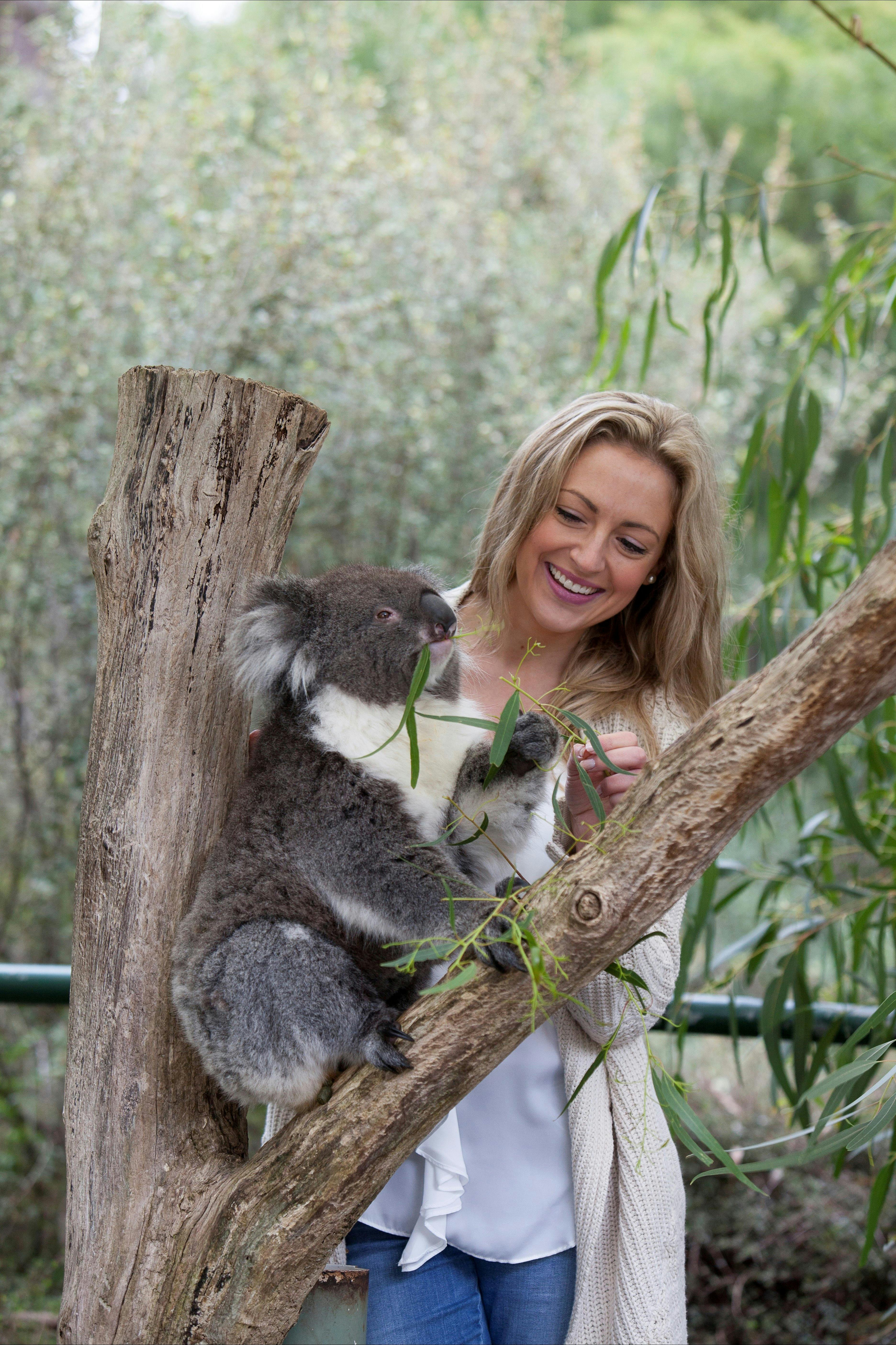 Cleland Wildlife Park Koala Close-Up Experience