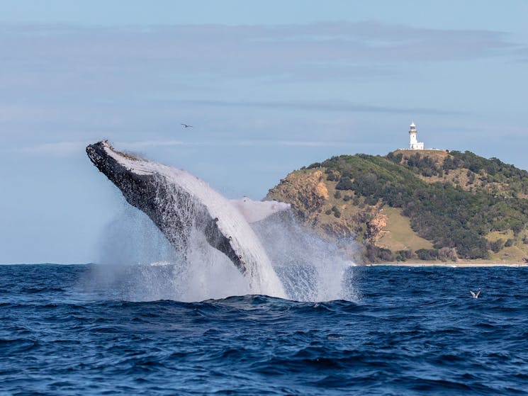 Whale breaching in front of the Byron Bay lighthouse