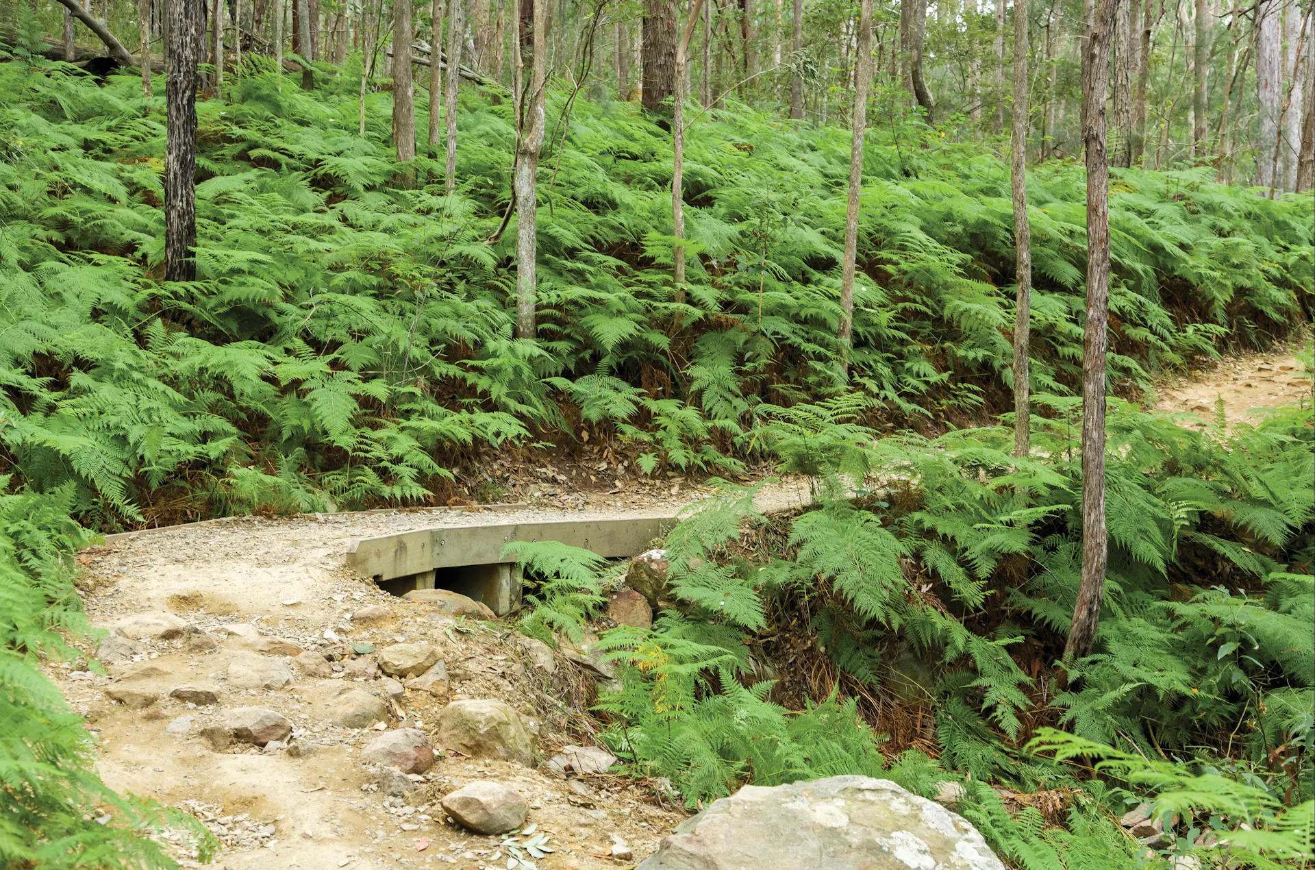 walking track through ferns and open forest, Mount Ngungun