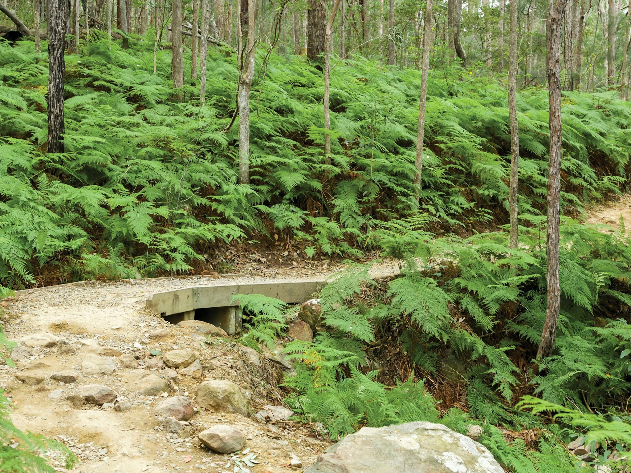 walking track through ferns and open forest, Mount Ngungun