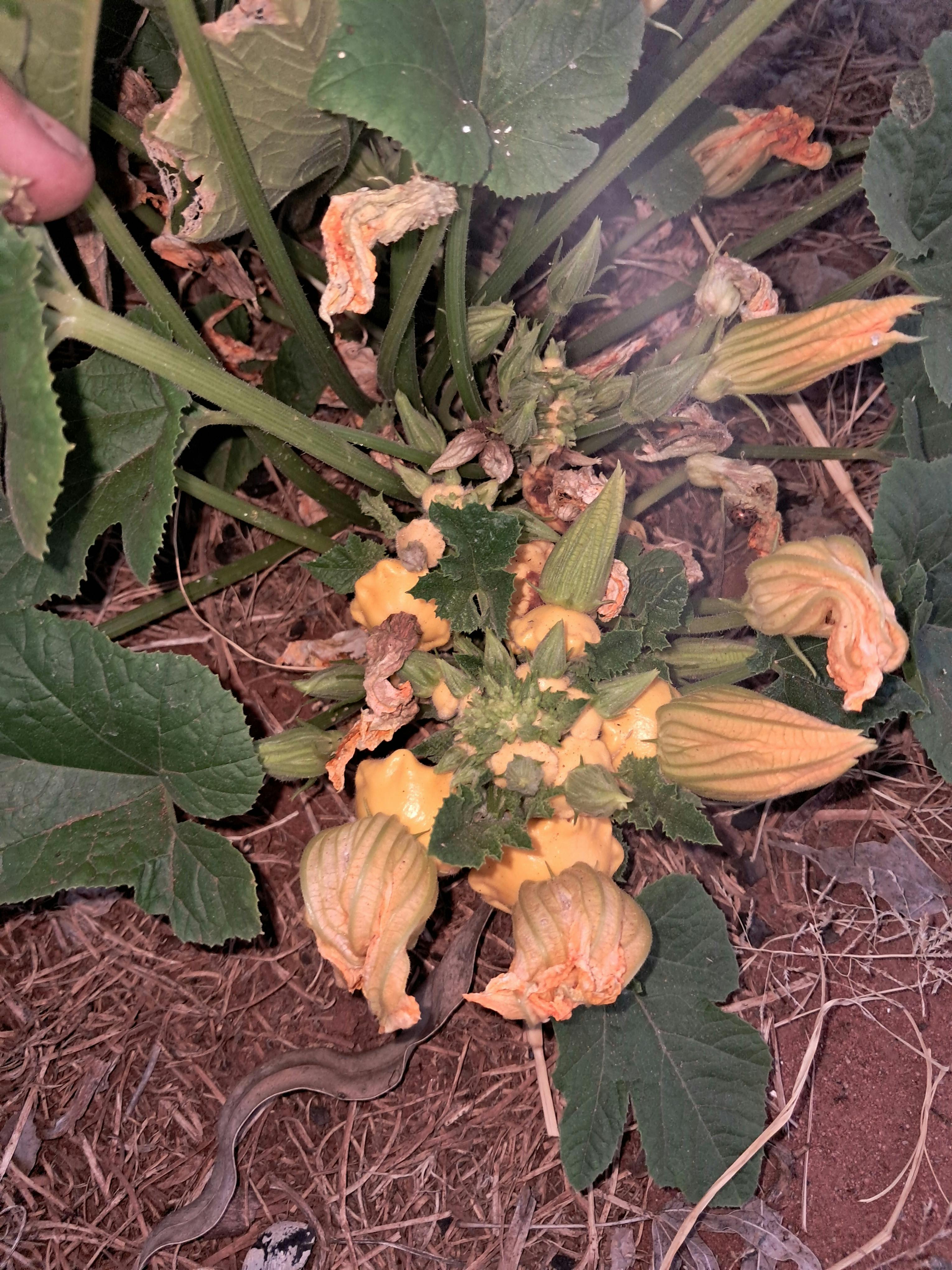 Community vege patch for guests