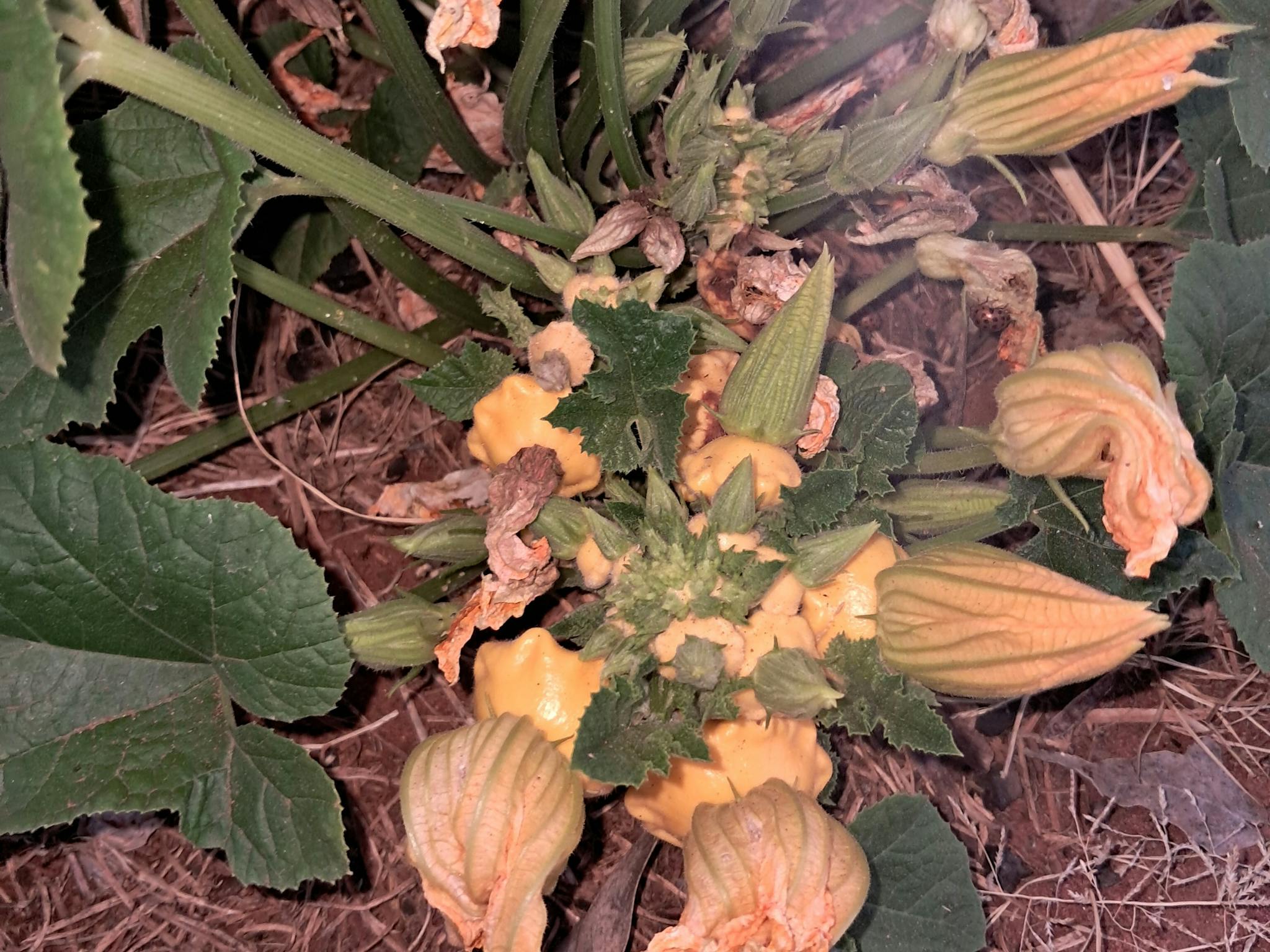 Community vege patch for guests Community vege patch for guests