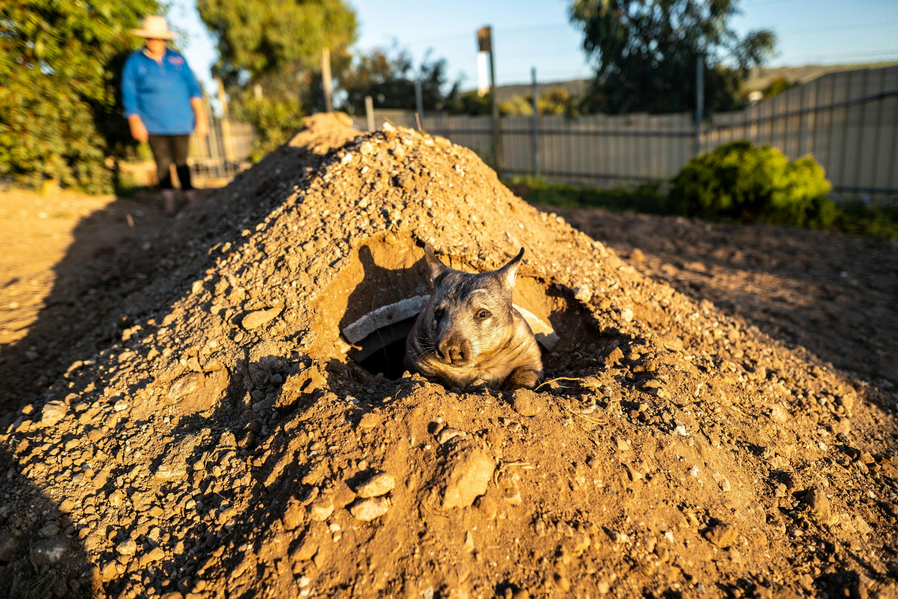 Wombat Kangaroo Sunset Supper Safari - Port Lincoln