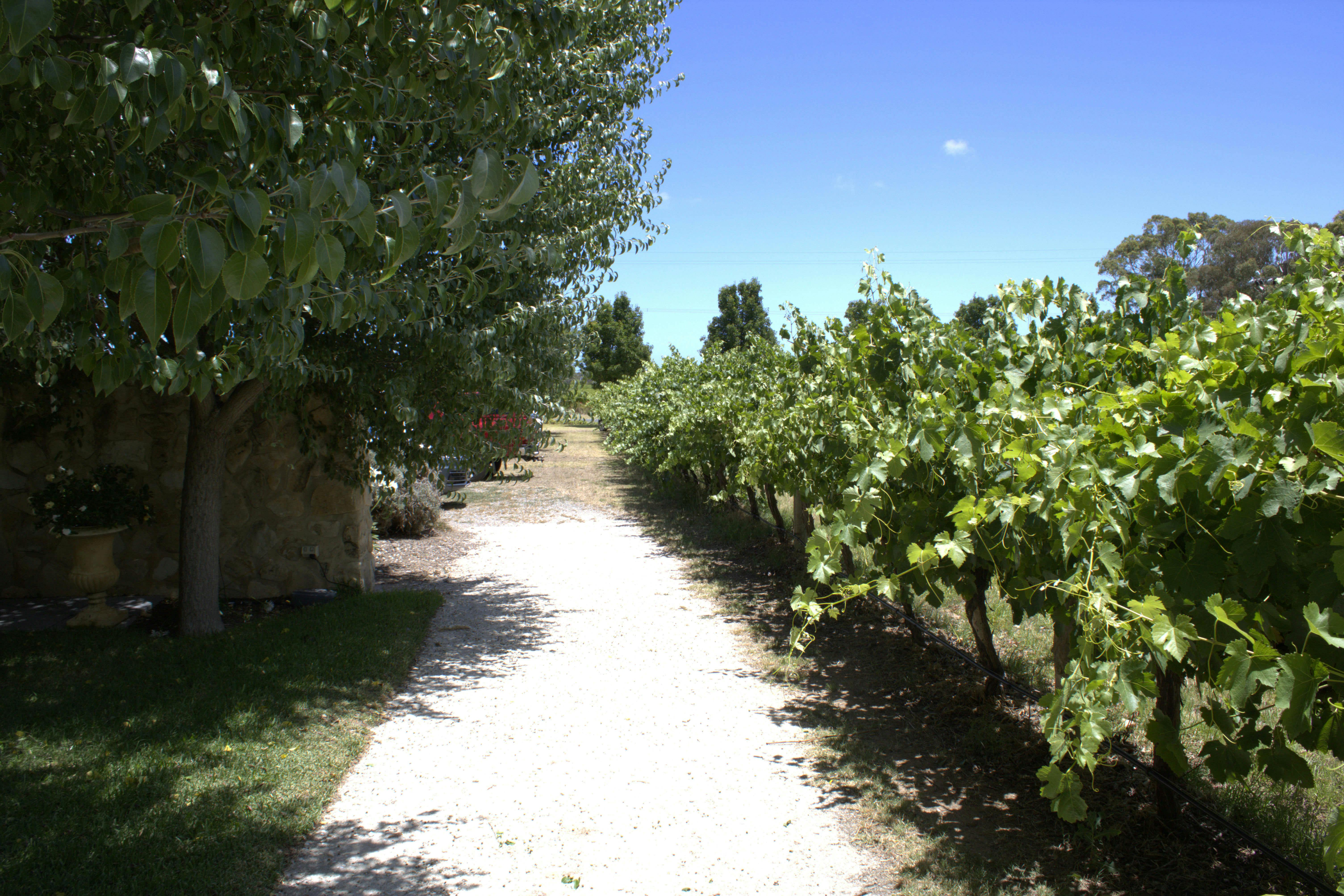 The Vineyard at Vigna Bottin in McLaren Vale