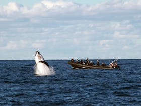 Whale breaching Ocean Extreme