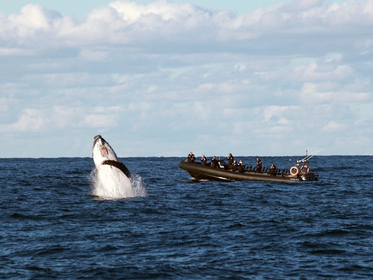 Whale breaching Ocean Extreme