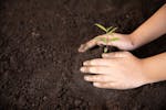 National Tree Day in Wagga Wagga