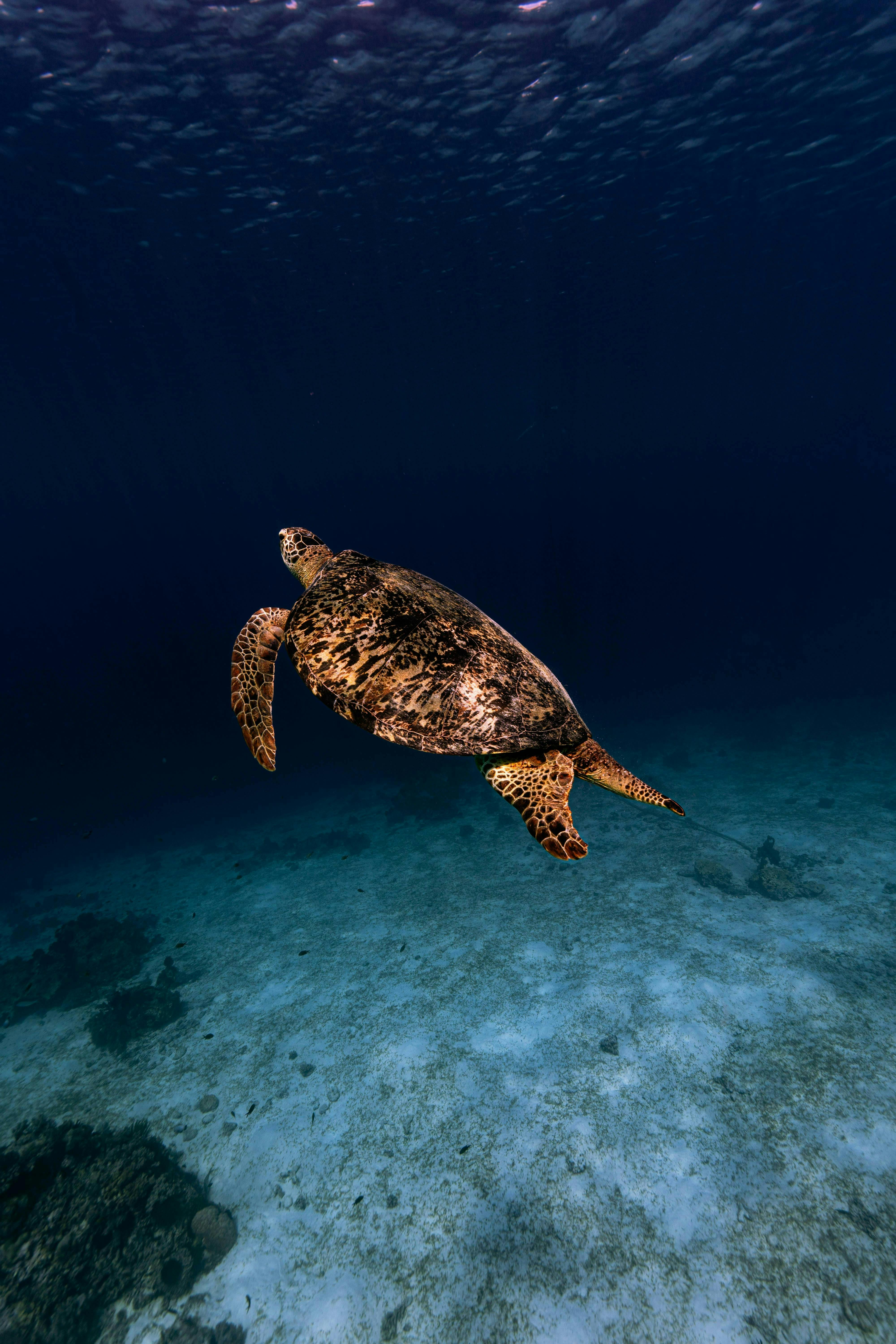 Green Sea Turtle