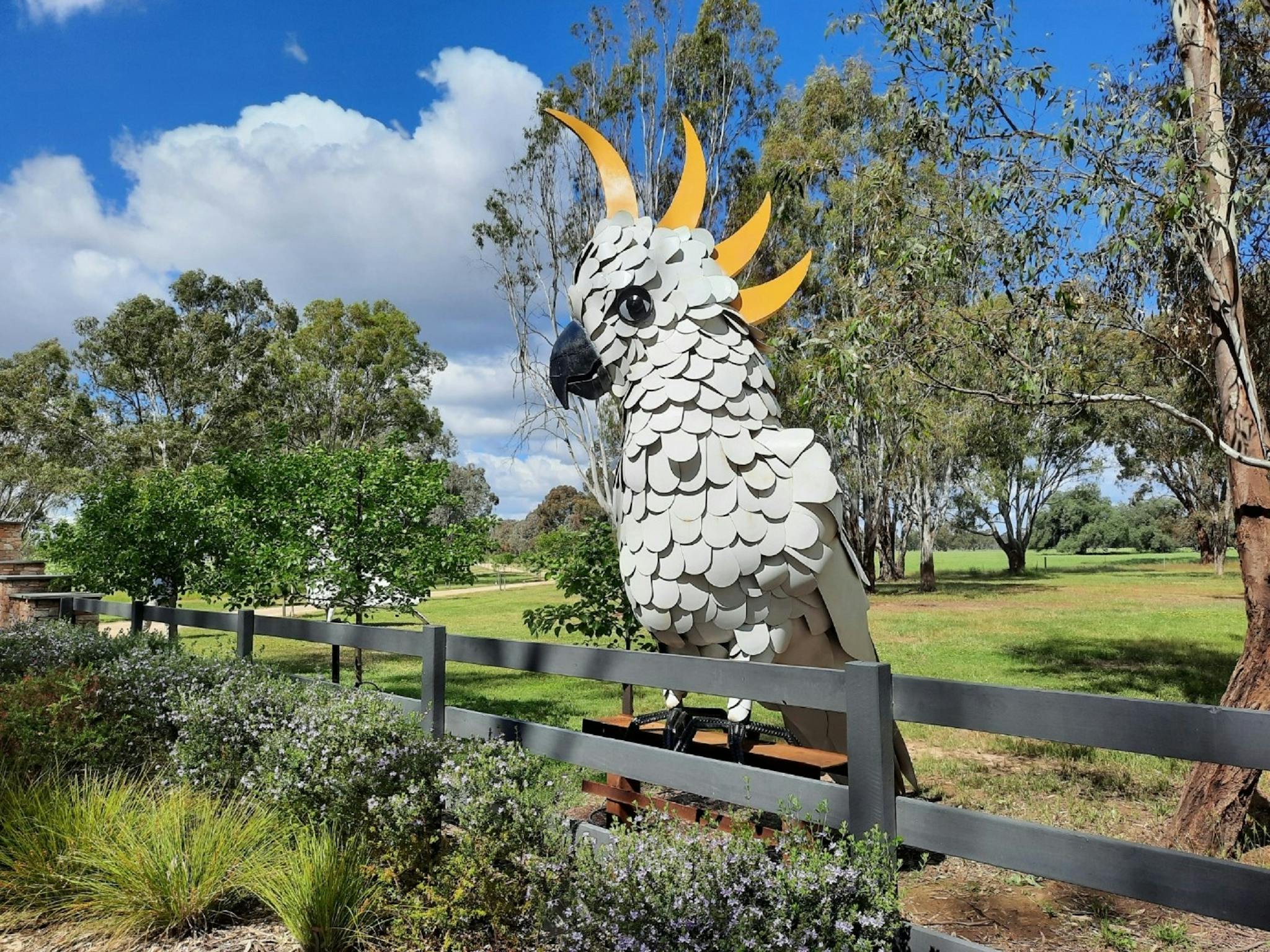 Cockatoo
