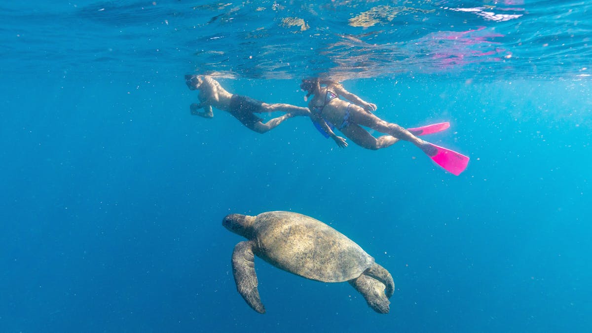 Two people snorkelling at Luncheon Bay off Hook Island with sea turtle close to them