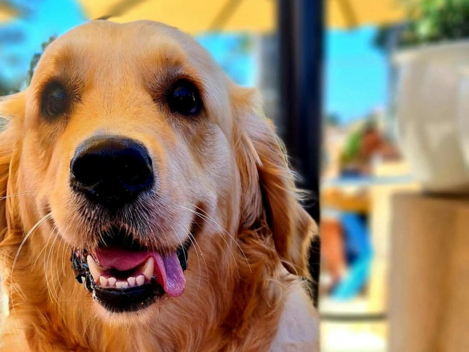 Golden Retriever at Pavilion Terrace