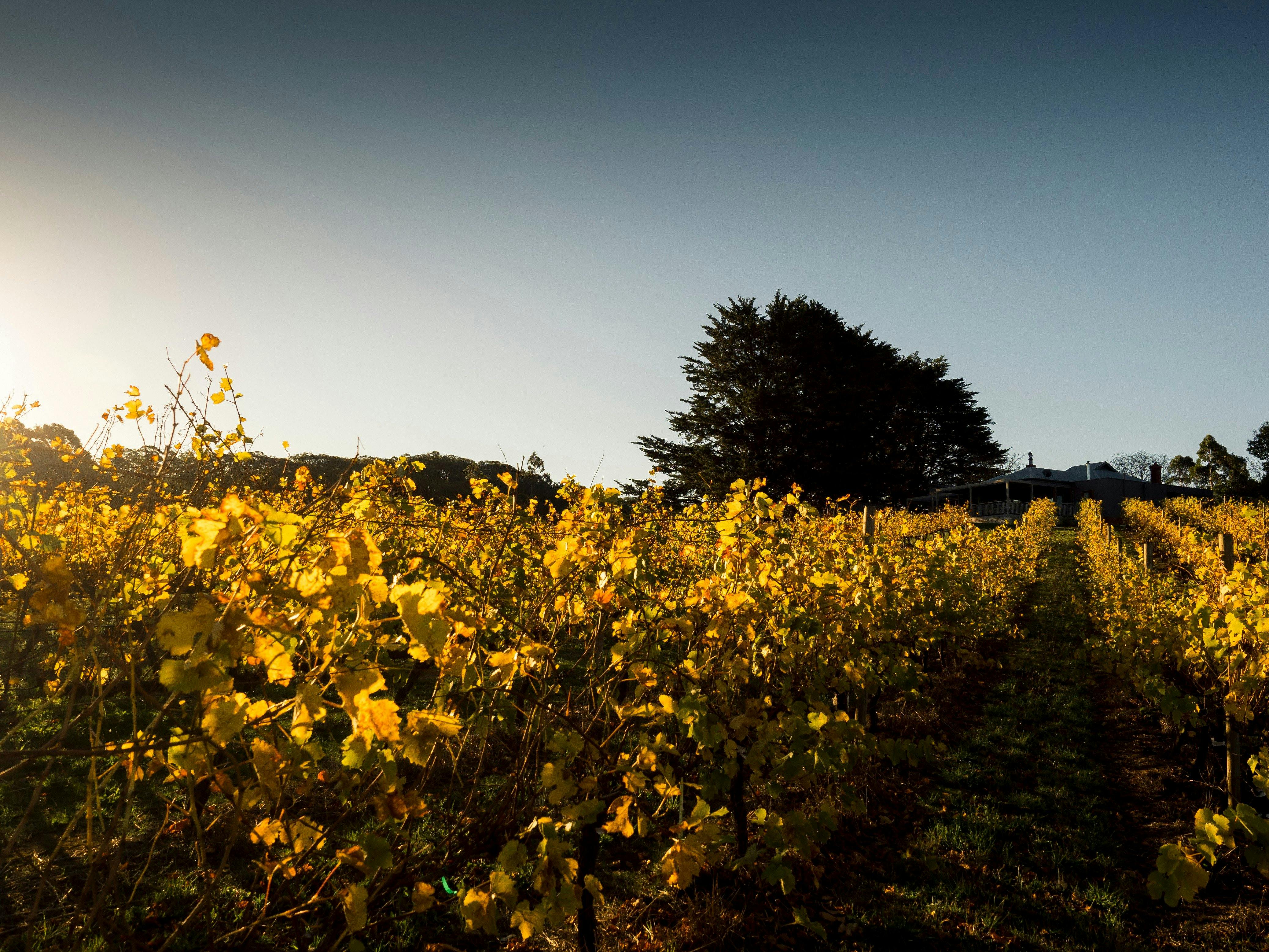 Greenhill Wines Cellar door & Cafe