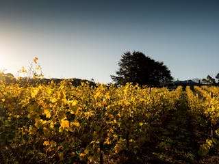 Greenhill Wines Cellar door & Cafe