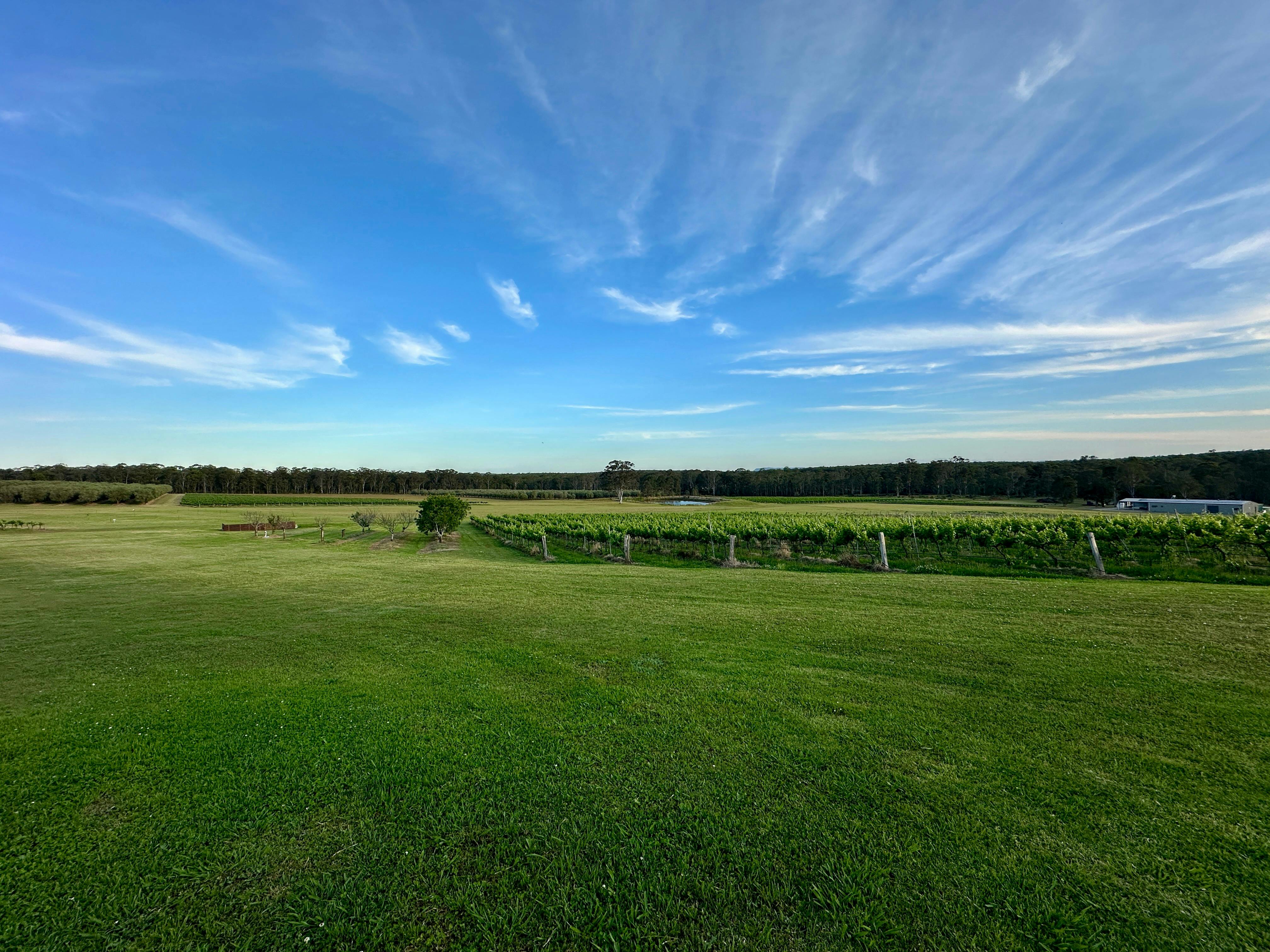 Image shows the view across the vineyards and olive groves