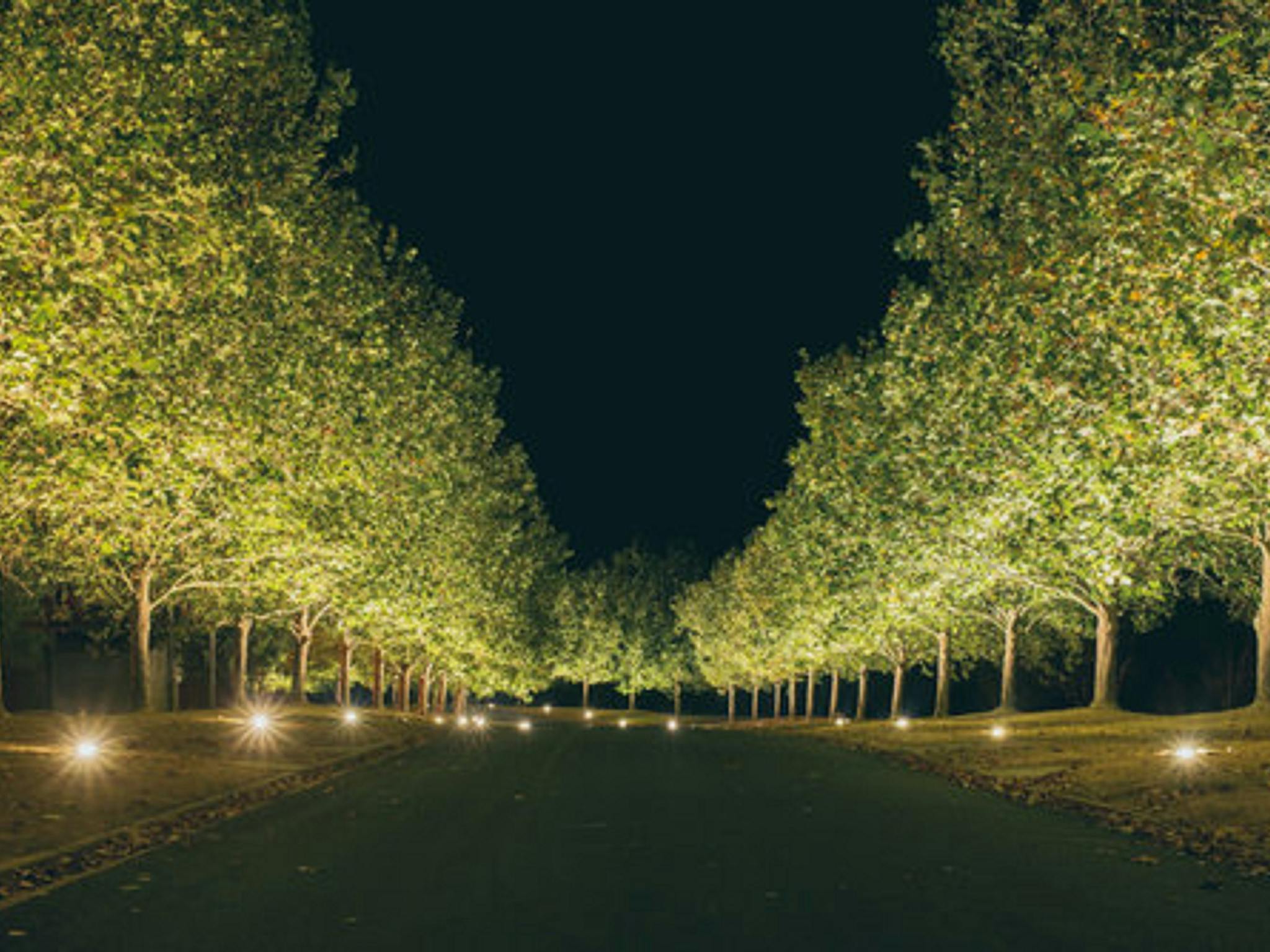 Tree lined driveway