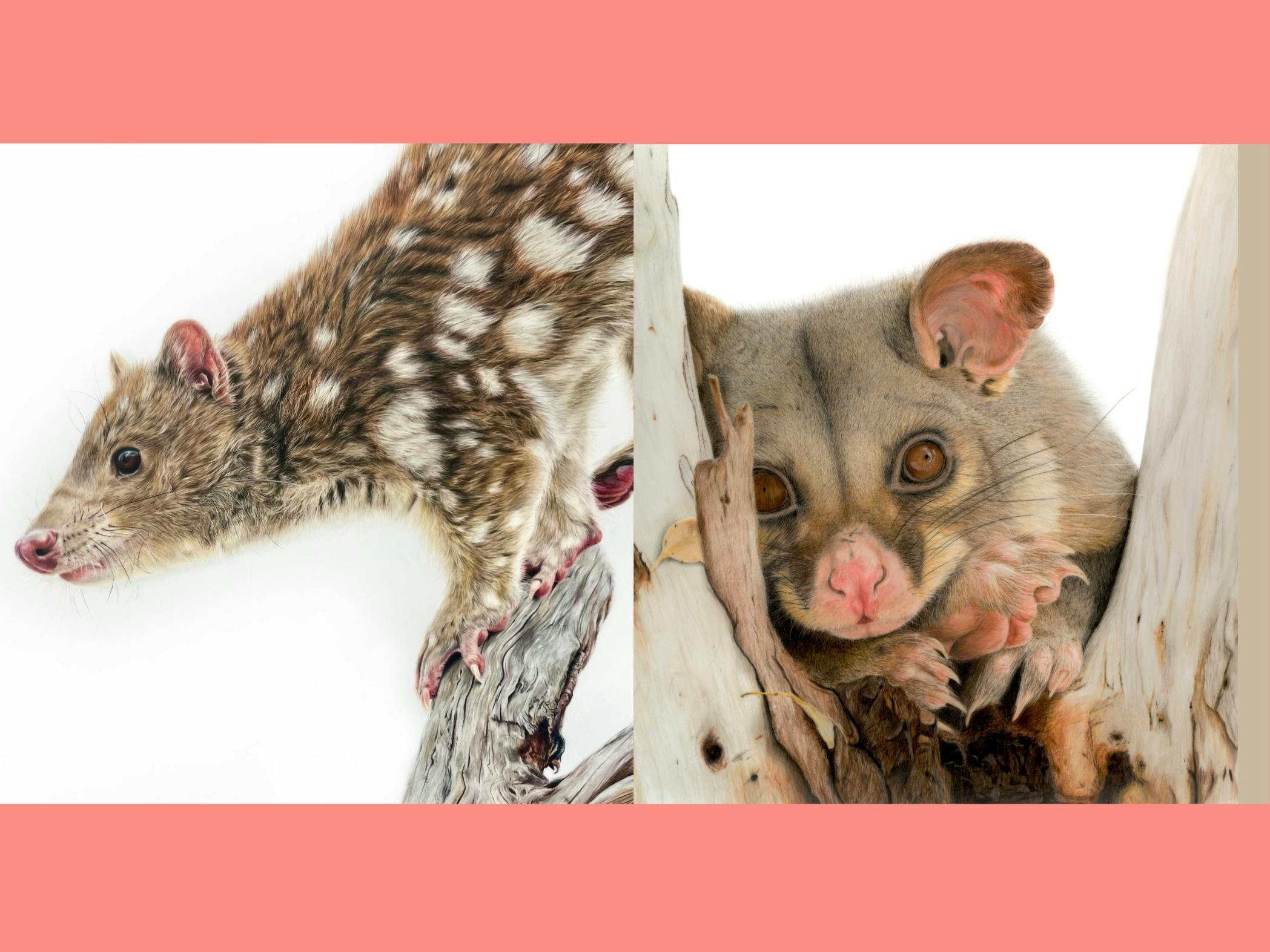 Above and Below - exhibition of Tasmanian wildlife drawings